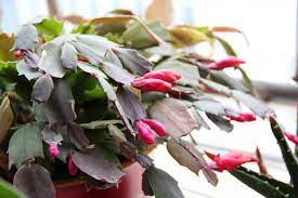 Unlike most desert cacti, this variety cannot tolerate completely dry soil. Christmas Cactus How To Care For A Christmas Cactus Houseplant The Old Farmer S Almanac