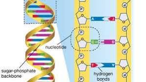 This is not just a hypothetical question. Dna Sequencing Genetics Britannica