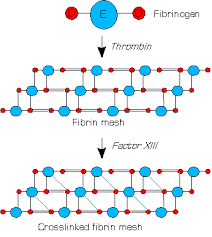 How Blood Clots Platelets And The Coagulation Cascade