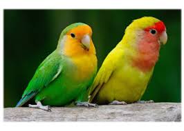 lovebird bird species information