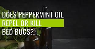 peppermint oil repel or kill bed bugs