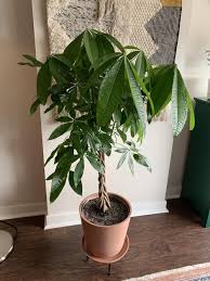As with most houseplants, too much direct sun can scorch the leaves, so. Houseplants Forum Spots And Patches On Money Tree Leaves Garden Org