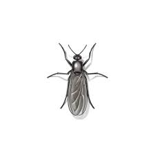 gnat fly identification habits