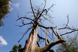 To accurately figure out how to save dying trees, it is essential to first determine the problems by looking for some specific symptoms that will show that a tree is about #1: How To Tell If A Tree Is Dead And Needs To Be Removed Clean Cut Tree