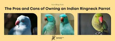 indian ringneck parrot