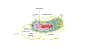 They are capable of more advanced. Prokaryotes Vs Eukaryotes What Are The Key Differences Technology Networks