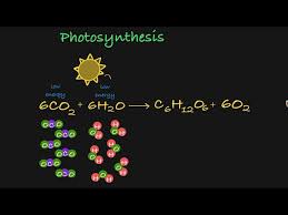 Photosynthesis Explained Simplified