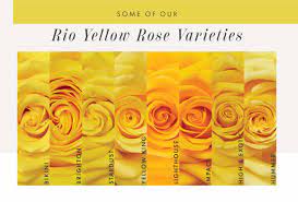 yellow rose varieties rio roses