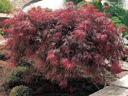 Acidic soil is not the end of the world. Best Expert Advice On Growing Acers Suttons Gardening Grow How