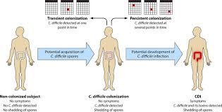 Understanding Clostridium Difficile Colonization Clinical