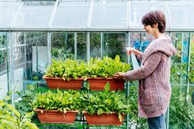 how to grow herbs in a greenhouse