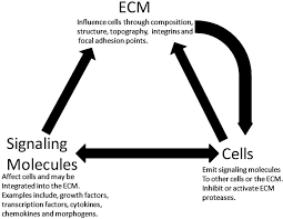 Engineering The Extracellular Matrix
