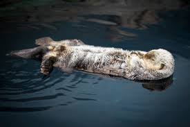 a sea otter sleeping and lying down on