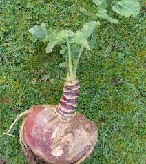 what is rutabaga nutrition health