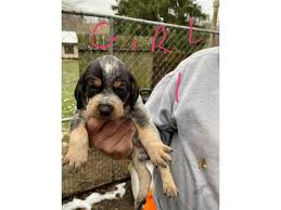 Parents are proven cat and. Bluetick Coonhound Puppies Need Forever Home In Wheeling West Virginia Puppies For Sale Near Me
