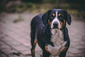 Press question mark to learn the rest of the keyboard shortcuts Study Reveals Higher Prevalence Of Idiopathic Epilepsy In Greater Swiss Mountain Dogs Vet Candy