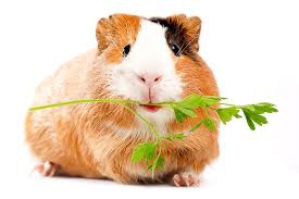 Whatever this critter is, it has a defined taste for cilantro, because the cilantro is interplanted with parsley and it never so much as touches the parsley, or anything else in. Can Guinea Pigs Eat Cilantro Vet Explains Pets