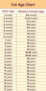 Adolescent cat age in human years. 8 Cat Ages Vs Human Ideas Cat Ages Cat Years Cat Age Chart