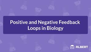 positive and negative feedback loops