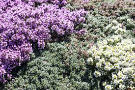 tips for growing creeping thyme plants