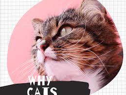 It's a myth that females don't spray, says dr. Why Is My Cat Spraying And How Can I Fix It Pethelpful By Fellow Animal Lovers And Experts
