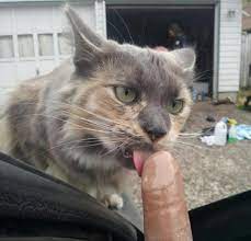 Just my cat enjoying a popsicle dick... : r/WTF
