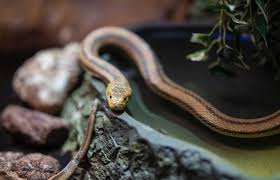 Cara mengusir ular yang masuk ke halaman rumah menurut islam. Bukan Garam Ini Cara Efektif Mencegah Ular Masuk Rumah Fumida