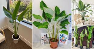 Indoor Plants That Look Like A Banana Tree