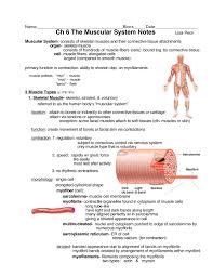 Anatomy of the muscular system chapter 10 279. Ch 6 The Muscular System Notes Shorecrest Preparatory School Pages 1 31 Flip Pdf Download Fliphtml5