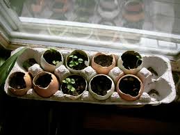 how to start seedlings indoors urban
