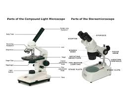 Light Microscope Main Parts Of Light Microscope Biology