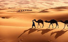 Why camel is the ship of the desert - The Standard