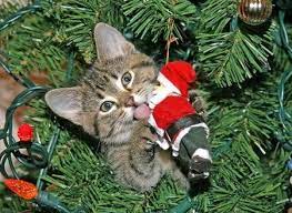 Le Noël du chat : pas toujours aussi joyeux que ça !