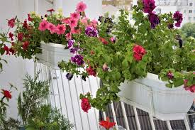 Балконските сандъчета представляват сезонни посадъчни съдове за цветя. Sdove Za Cvetyata Na Balkona Ksha I Gradina