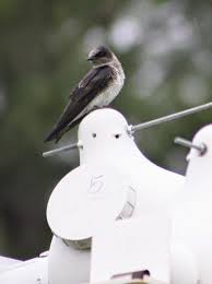 Right Housing For Your Purple Martins