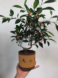 how to keep your ficus bonsai for years
