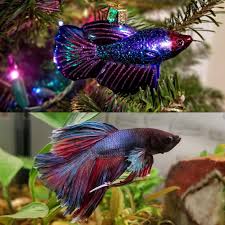 There's plenty of fake and live plants for betta fish that will make them feel safe and happy. New Betta Fish Ornament Looks Like My Boi Flappy Happy Holidays Bettafish
