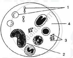 Animal cell diagram with labels and functions. Given Below Is A Diagram Of A Human Blood Smear Study The Diagram And Answer The Questions That Follow Name The Components Numbered 1 To 4 And Mention Two Structural Differences Between