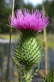 Cirsium vulgare Calflora