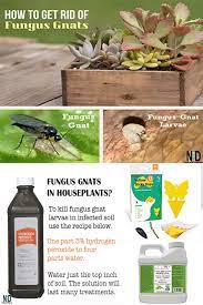 get rid of fungus gnats on houseplants