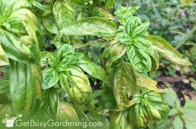 how to grow basil the ultimate guide