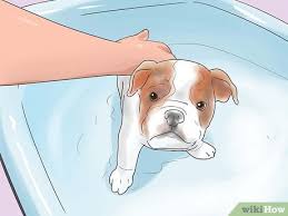 How To Take Care Of An English Bulldog Puppy With Pictures