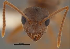 Image result for Ant Disappear What Is Coming ?