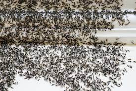 What Kills Ants? Solutions for How to Get Rid of Ants | Reader's Digest