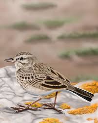 A scarce visitor to the uk. Tawny Pipit Whatbird Com