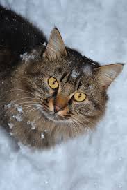 The siberian cat is moderately active. Free Images Siberian Cat Animal Fluffy Walk Yellow Eyes Warm Winter Snow Weather Whiskers Fauna Small To Medium Sized Cats Eye Cat Like Mammal Fur Wild Cat Domestic Short Haired Cat