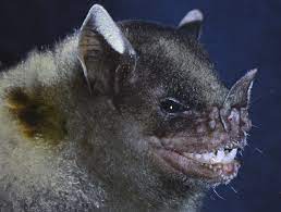 new leaf nosed bat uncovered amidst