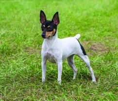 Our toy fox terrier puppies for sale come from either usda licensed commercial breeders or hobby breeders with no more than 5 breeding mothers. Toy Fox Terrier Dog Breed Profile Petfinder