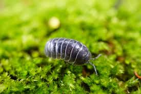 how to get rid of pill bugs in your