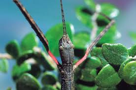 stick insects new zealand geographic